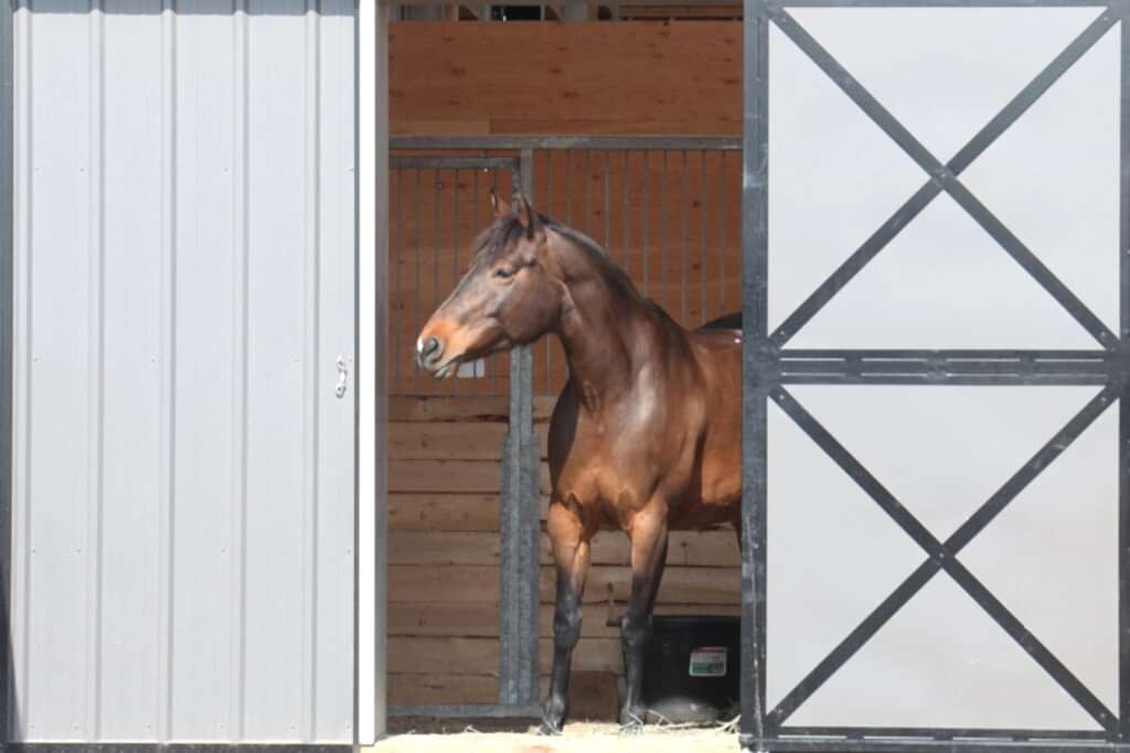 Horse